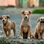 Cuidados Essenciais com Animais Domésticos: Um Guia Prático para o Bem-Estar dos Seus Companheiros